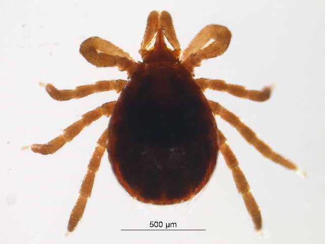 Image of Ixodes spinipalpis Hadwen & Nuttall 1916