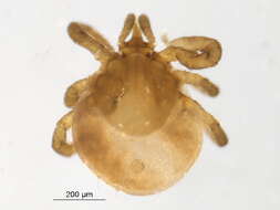 Image of Ixodes spinipalpis Hadwen & Nuttall 1916