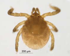 Image of Ixodes spinipalpis Hadwen & Nuttall 1916