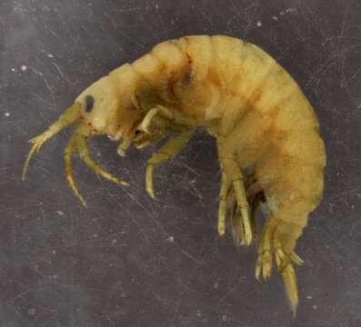 Image of Pontogammaridae