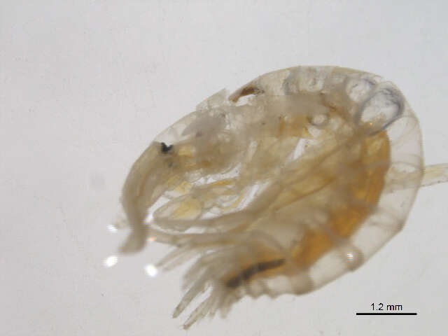 Image of <i>Echinogammarus ischnus</i>