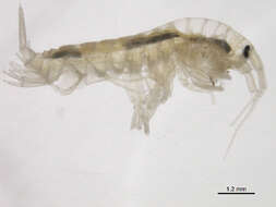 Image of <i>Echinogammarus ischnus</i>