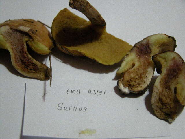 Image of Suillaceae