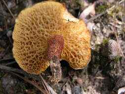 Image of Suillaceae