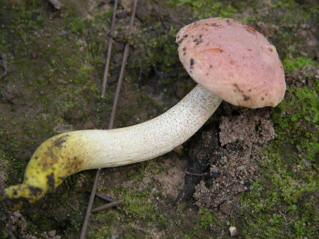 Image of Harrya chromipes (Frost) Halling, Nuhn, Osmundson & Manfr. Binder 2012