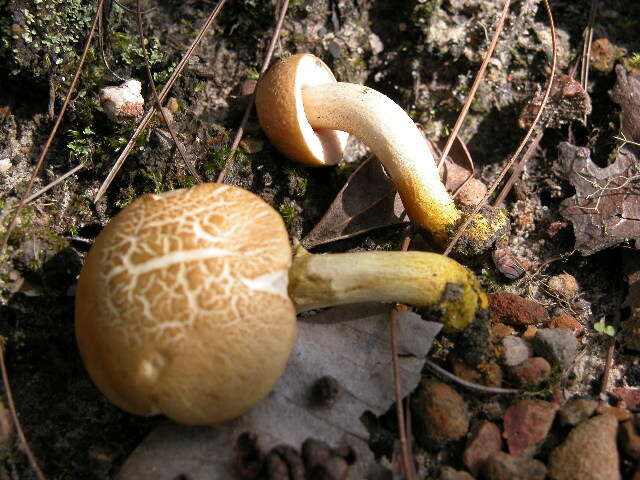 Image of Harrya chromipes (Frost) Halling, Nuhn, Osmundson & Manfr. Binder 2012