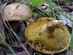 Image of Boletus