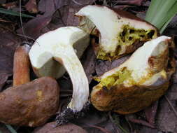 Image of Boletus