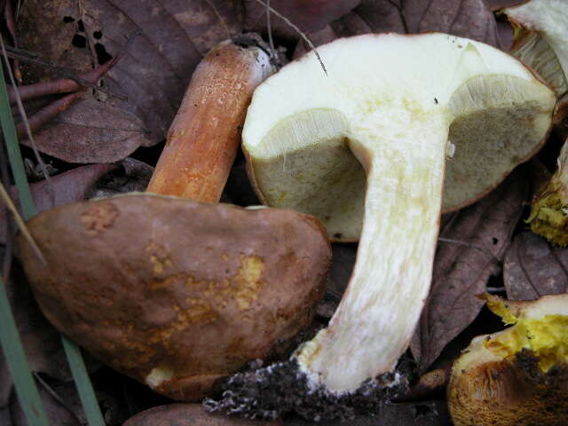 Image of Boletus