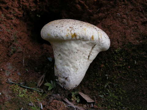 Image of Lycoperdon