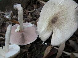 Image of Agaricus