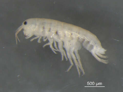 Image of Gammarid amphipod