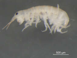 Image of Gammarid amphipod