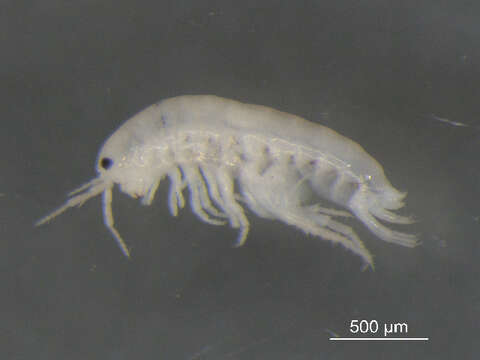 Image of Gammarid amphipod