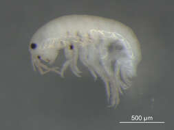 Image of Gammarid amphipod