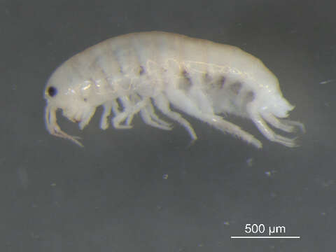 Image of Gammarid amphipod