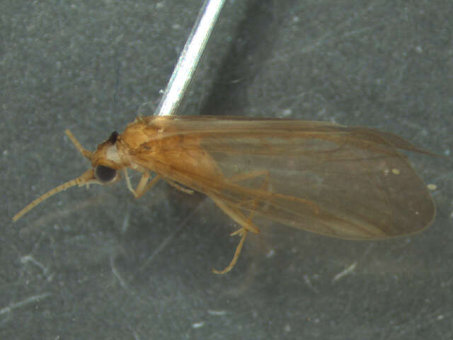 Image of Tasiagma ciliata Neboiss 1977