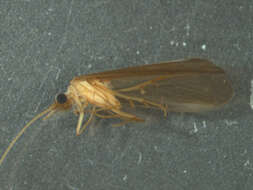 Image of Tasiagma ciliata Neboiss 1977