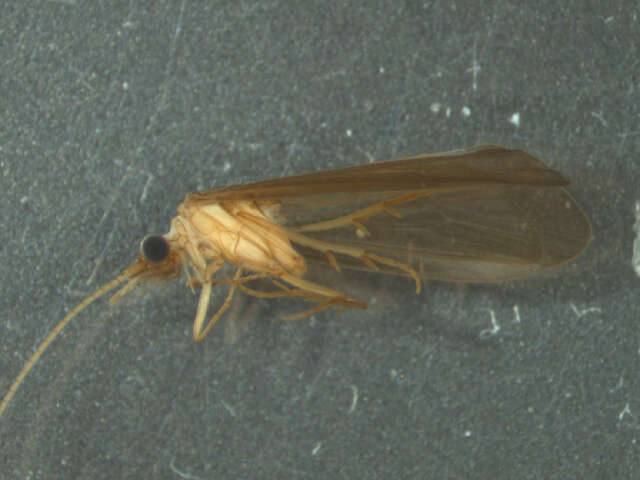Image of Tasimiidae