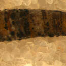 Image of Conoesucus