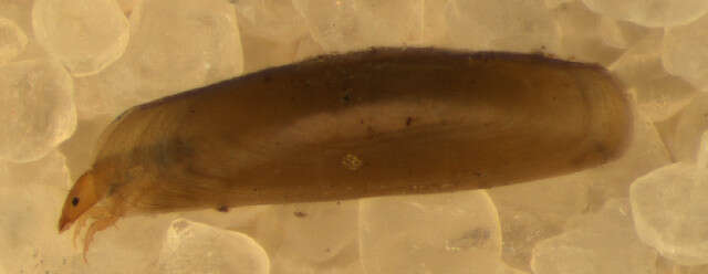 Image of Orthotrichia