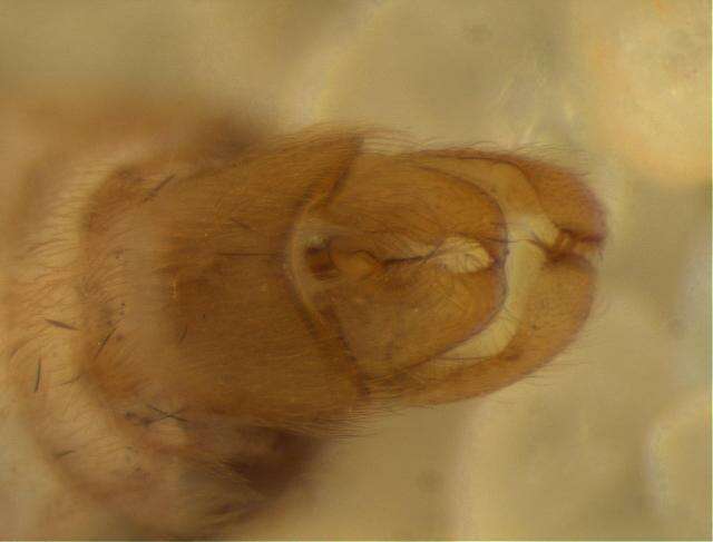 Image of Ecnomus russellius Neboiss 1977