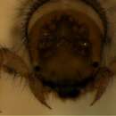 Image of Helicophidae