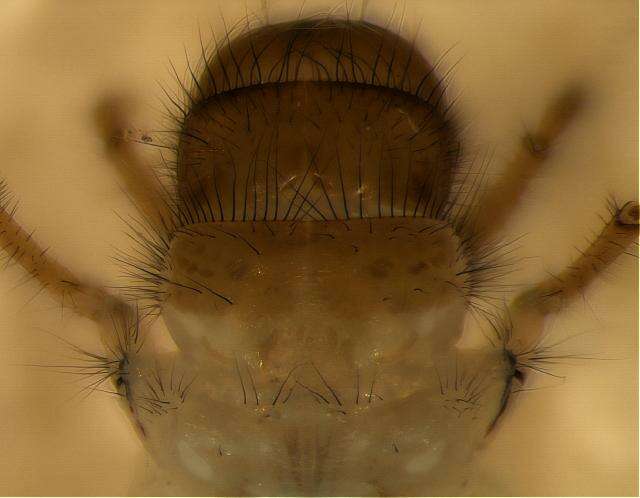 Image of Sericostomatoidea