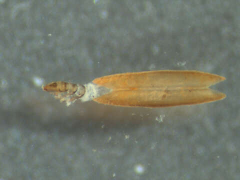 Image of Orthotrichia