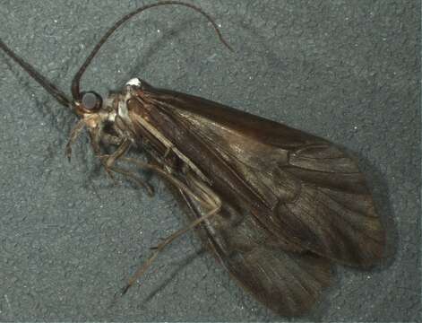 Image of Sericostomatoidea