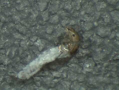 Image of Sericostomatoidea