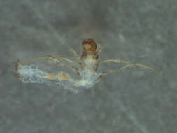 Image of Triaenodes