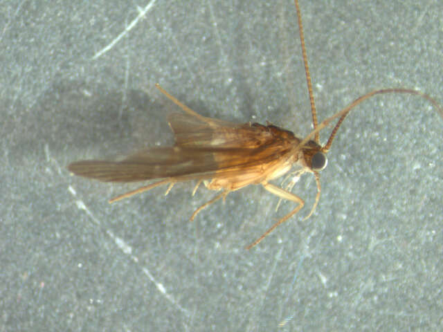 Image of Nyctiophylax