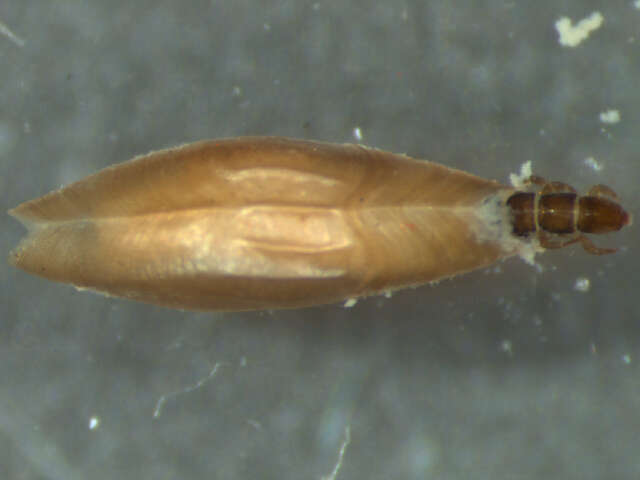 Image of Orthotrichia