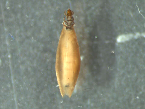 Image of Orthotrichia