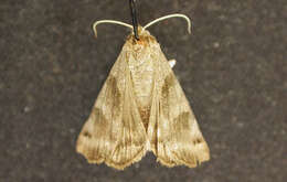 Image de Caenurgina crassiuscula Haworth 1809