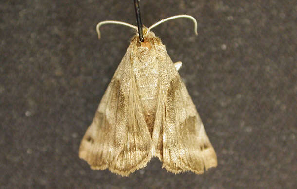 Image of Clover Looper, Range Grass-moth