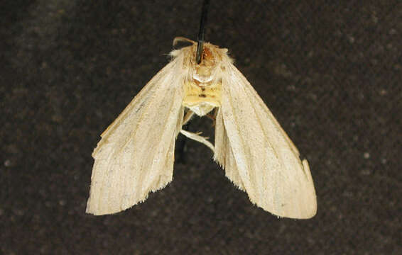 Image of Milkweed Tussock Moth