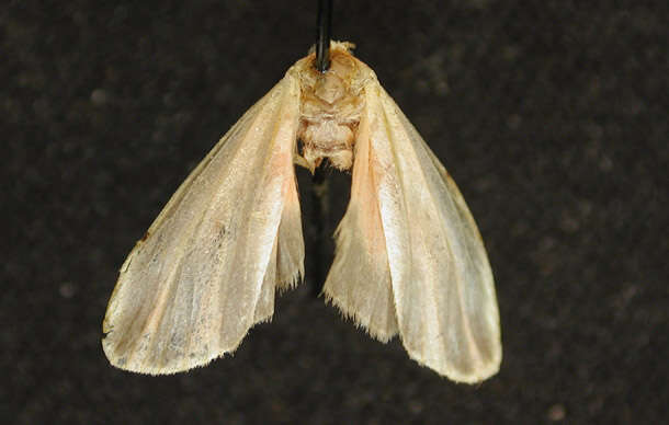 Image of Painted Lichen Moth