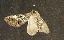 Image of The Laugher Moth