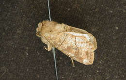 Image of Crocigrapha