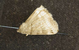 Image of Clover Looper, Range Grass-moth