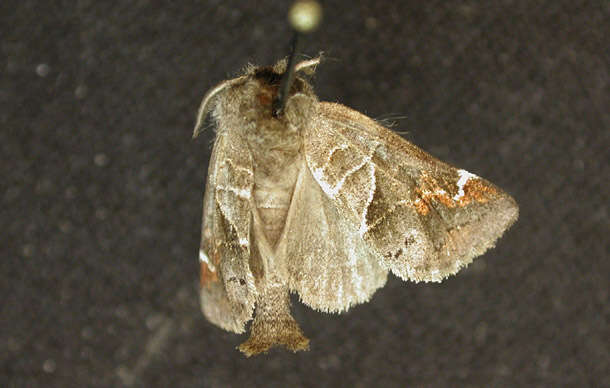 Clostera apicalis Walker 1855的圖片