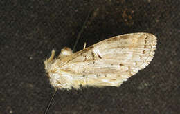 Image of Linden Prominent