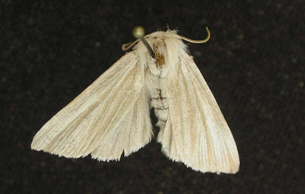 Image of <i>Acronicta insularis</i>