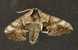 Image of One-eyed Sphinx, Eyed Hawk-moth