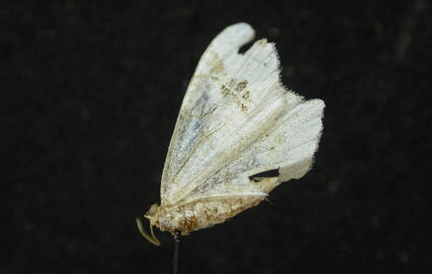 Image of <i>Macaria aemulataria</i>