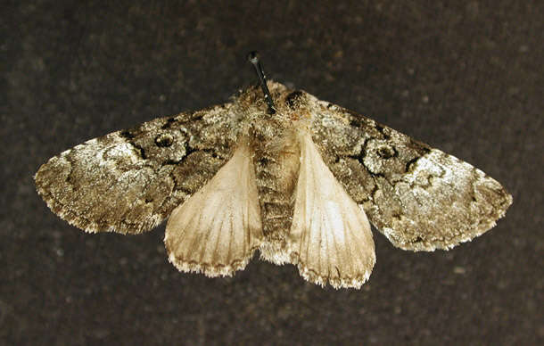 Image of The Laugher Moth