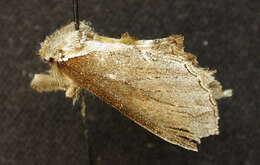 Image of Elegant Prominent