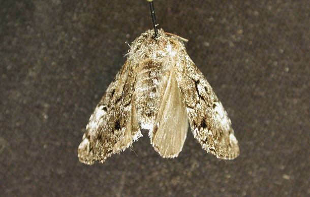 Image of The Laugher Moth